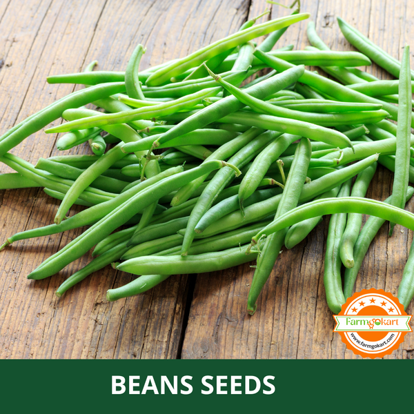 FRENCH BEANS  -Pack of 5 Gms Seeds