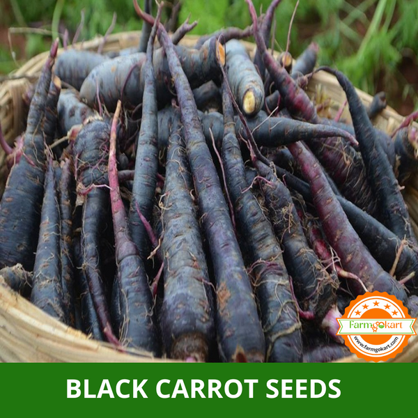 CARROT BLACK -Pack of 10 Gms Seeds