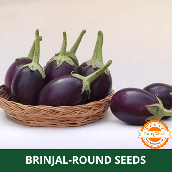 BRINJAL ROUND  -Pack of 5 Gms Seeds