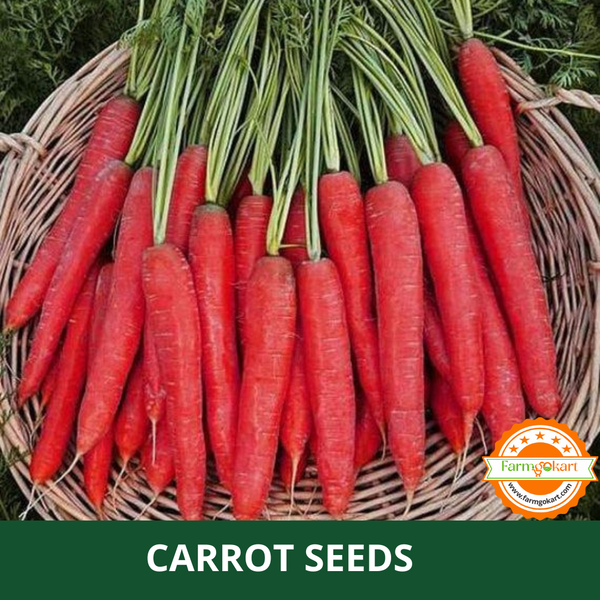 CARROT RED -Pack of 10 Gms Seeds