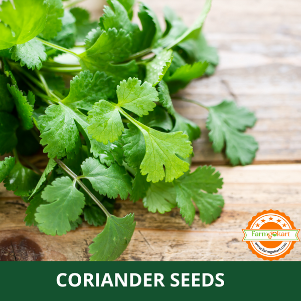 CORIANDER -Pack of 10 Gms Seeds