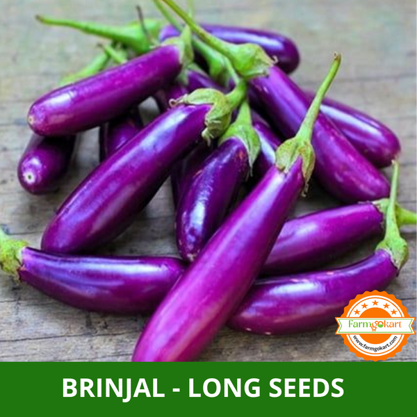 BRINJAL LONG -Pack of 5 Gms Seeds