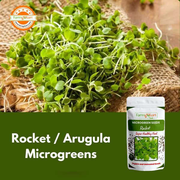 Rocket  Arugula Microgreen  - 25 Gms Seeds