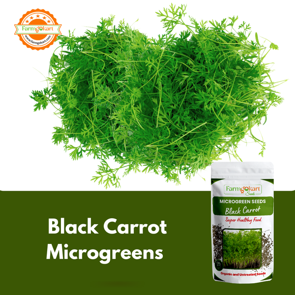 Carrot Black Microgreen  - 25 Gms Seeds