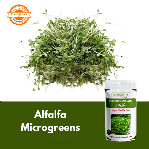 Alfalfa Microgreens  - 50 Gms Seeds