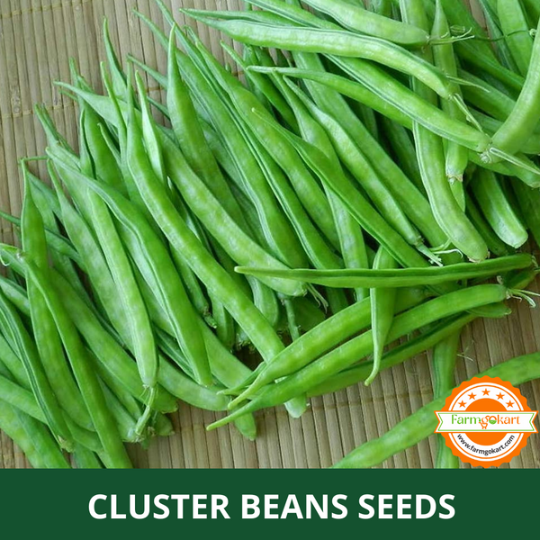 CLUSTER BEANS -Pack of 5 Gms Seeds