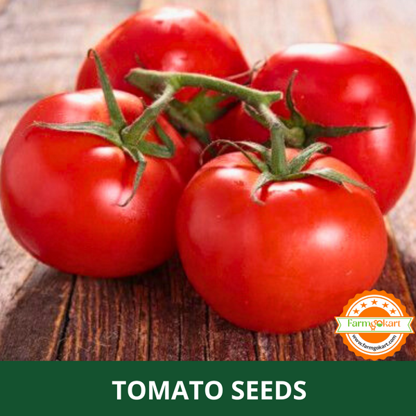 TOMATO ROUND -Pack of 600 Seeds