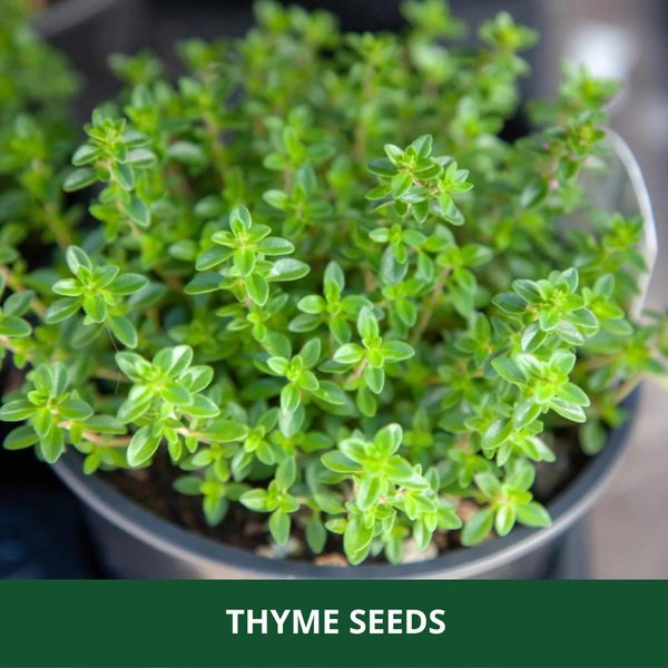 THYME - Pack of 200 Seeds