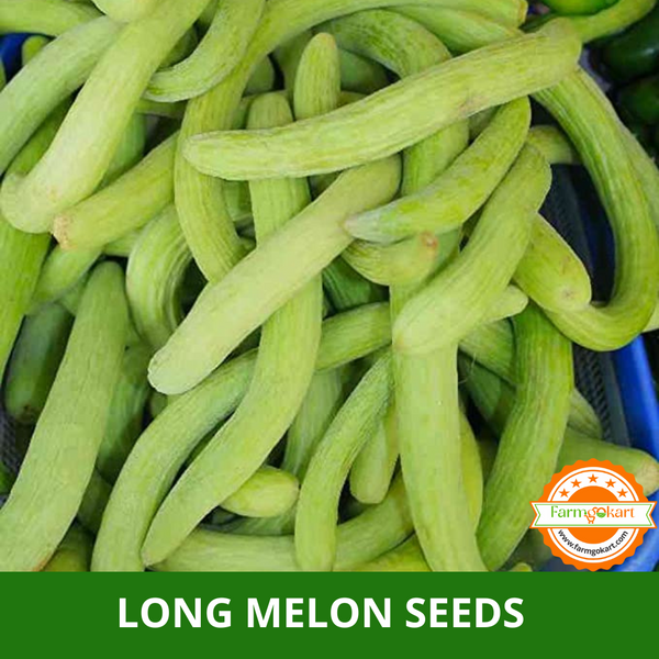 LONG MELON (KAKRI) -Pack of 100 Seeds