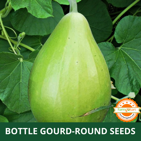 BOTTLE GOURD ( ROUND ) F1 HYBRID SEEDS - Pack of 15 Seeds