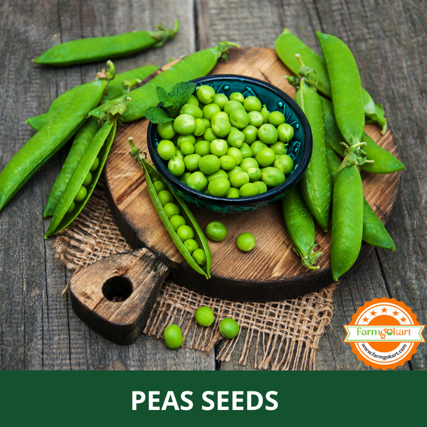 PEA -Pack of 10 Gms Seeds