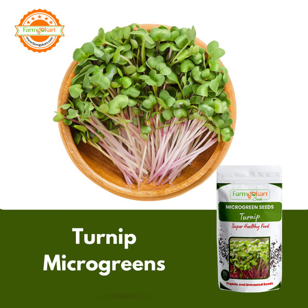 Turnip Microgreen  - 25 Gms Seeds