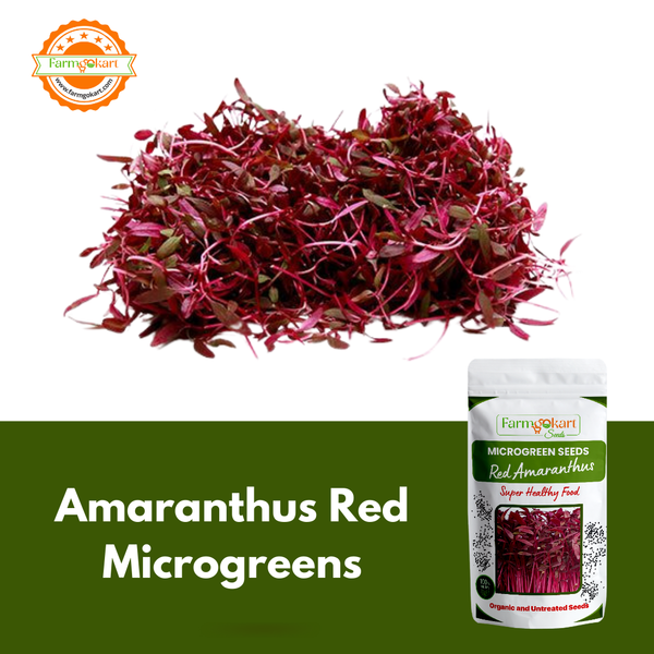 Amaranthus Red Microgreen - 50 Gms Seeds