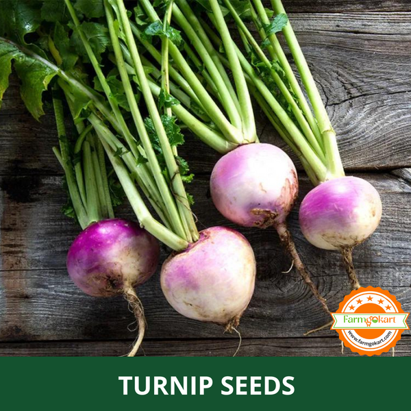 TURNIP -Pack of 800 Seeds