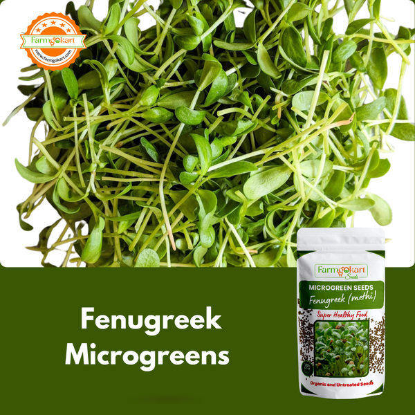 Fenugreek/ Methi Microgreen  -  25 Gms Seeds