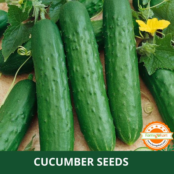 CUCUMBER DARK -Pack of 40 Seeds