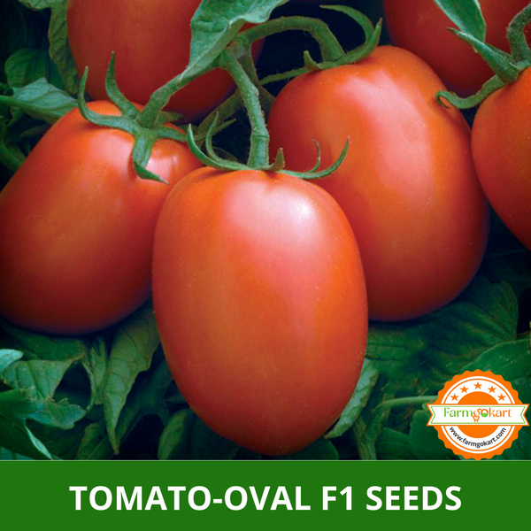 TOMATO-OVAL F1 HYBRID -Pack of 50 Seeds