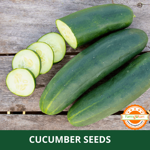 CUCUMBER DARK GREEN  F1 HYRID SEEDS - Pack of 25 Seeds