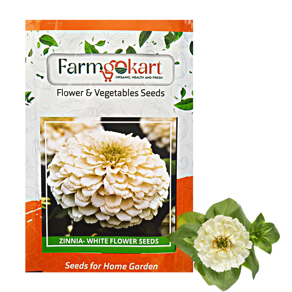 Zinnia White Grower Seeds Pack - 10 Gms