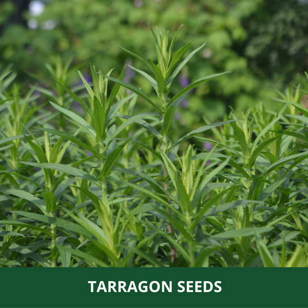 TARRAGON - Pack of 200 Seeds