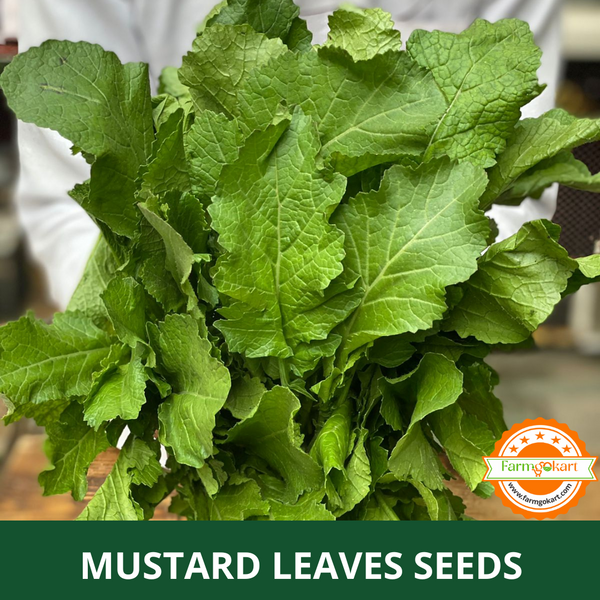 MUSTARD LEAVES -Pack of 10 Gms Seeds