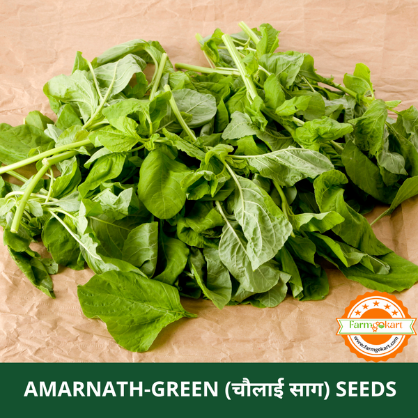 AMARANTHUS - GREEN -Pack of 10 Gms Seeds