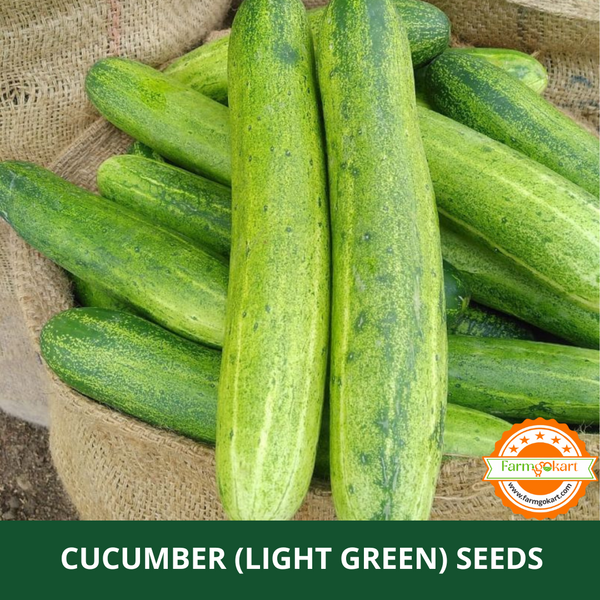 CUCUMBER LIGHT GREEN  -Pack of 35 Seeds