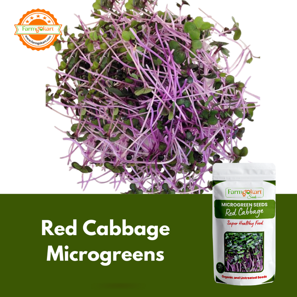 Cabbage Red Microgreen  - 25 Gms Seeds