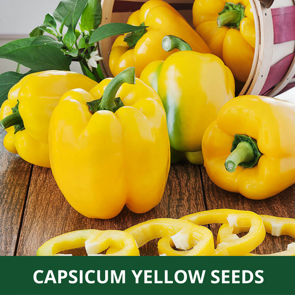 YELLOW CAPSICUM - Pack of 40 Seeds