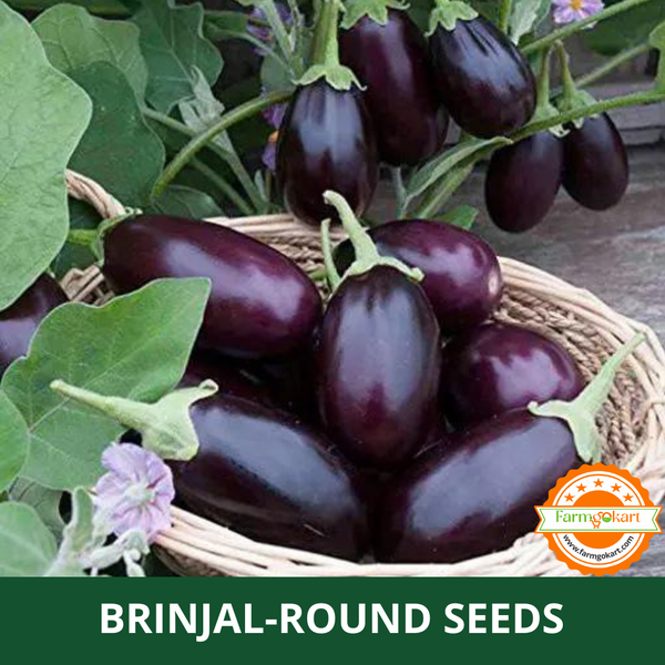 BRINJAL DARK PURPLE F1 HYBRID - Pack of 100 Seeds