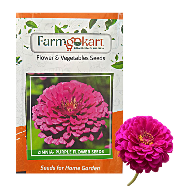 Zinnia Purple Grower Seeds Pack - 10 Gms