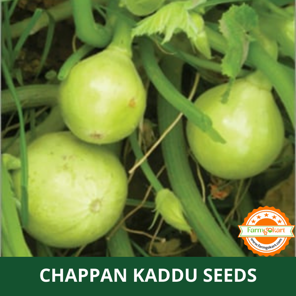 CHAPPAN KADU  -Pack of 10 Seeds