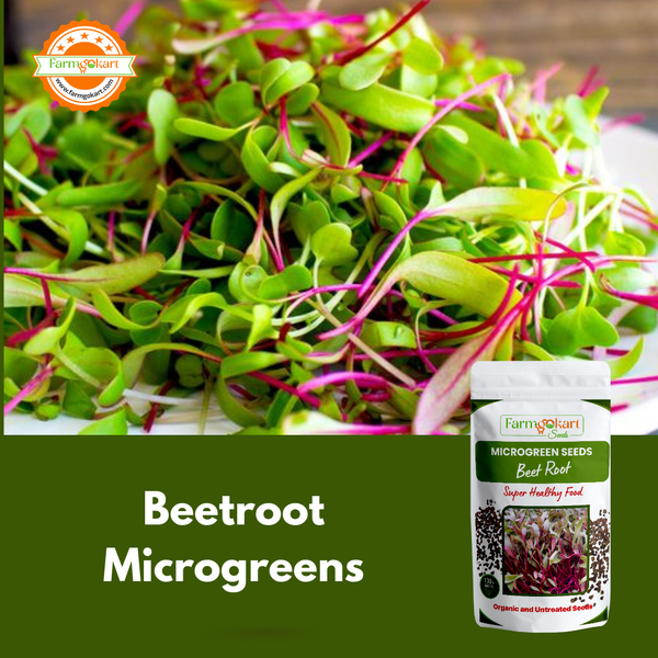 Beet Root Microgreen  - 25 Gms Seeds