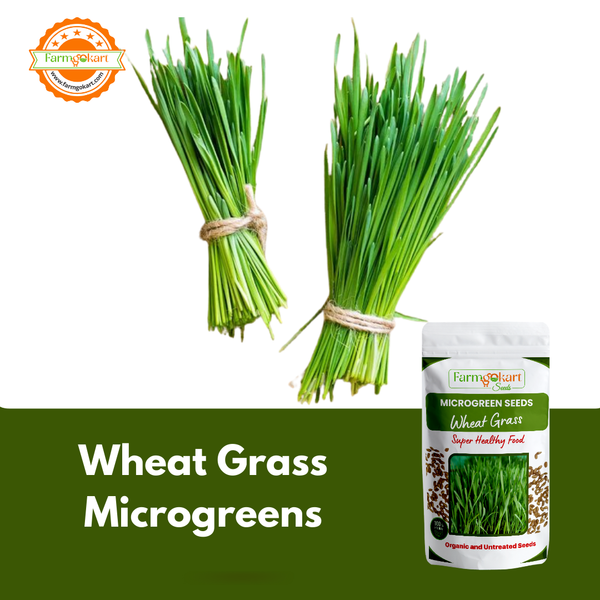 Wheat Grass Microgreen  - 100 Gms Seeds