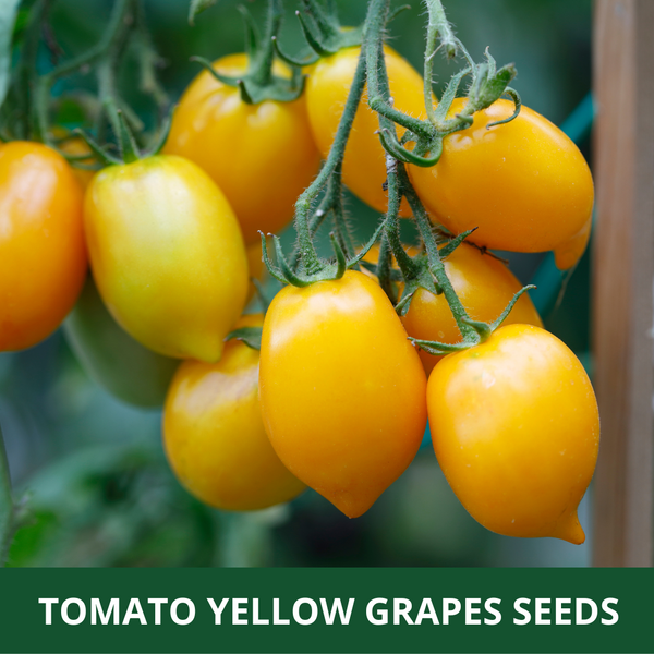 YELLOW CHERRY TOMATO  - Pack of 25 Seeds