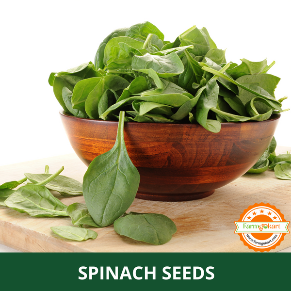 SPINACH -Pack of 10 Gms Seeds