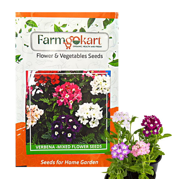 Verbena - Ideal  Grower Seeds Pack - 2000 Seeds