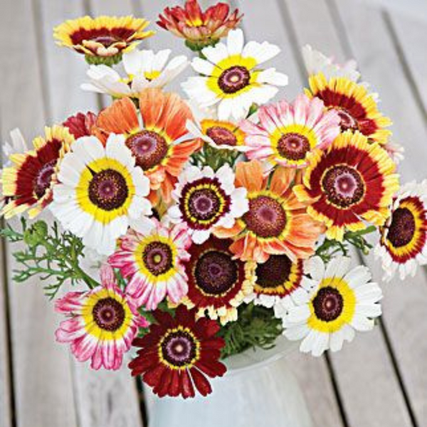 Chrysanthemum  Flower Seeds