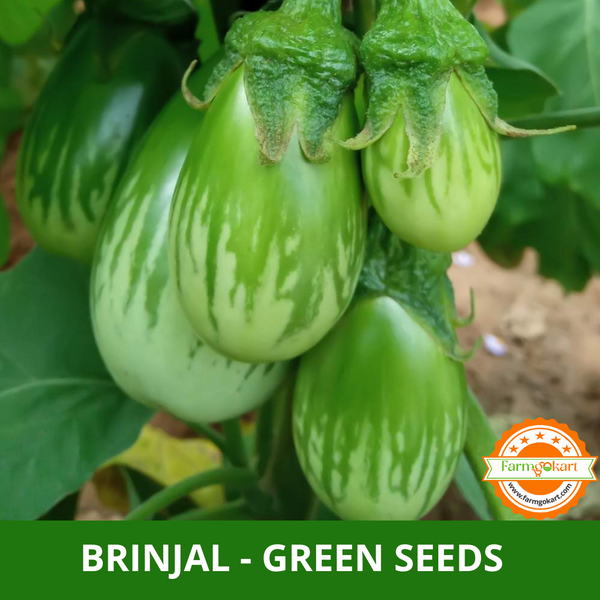 BRINJAL GREEN F1 HYBRID SEEDS - Pack of 100 Seeds