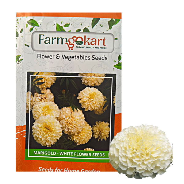 Marigold - White Grower Seeds Pack - 500 Seeds