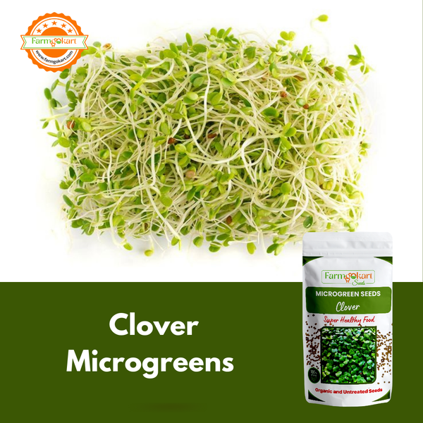 Clover Microgreen  - 25 Gms Seeds