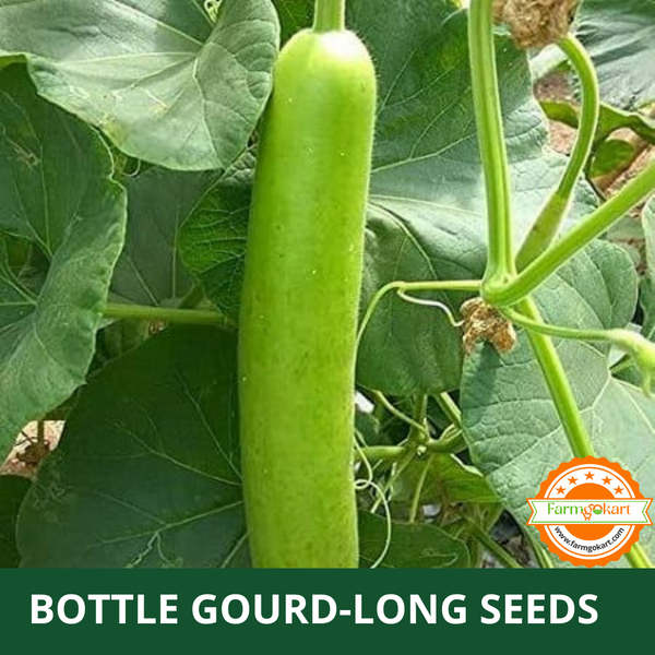 BOTTLE GOURD LONG F1  HYBRID - Pack of 15 Seeds