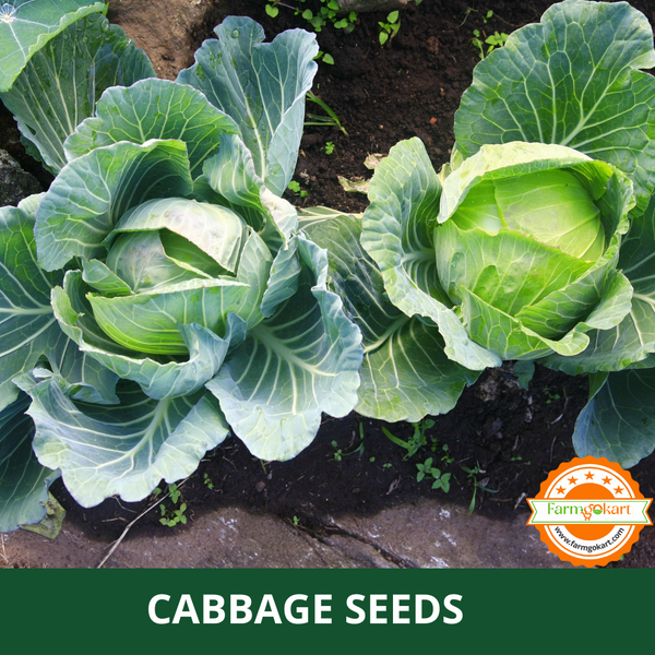 CABBAGE -Pack of 600 Seeds