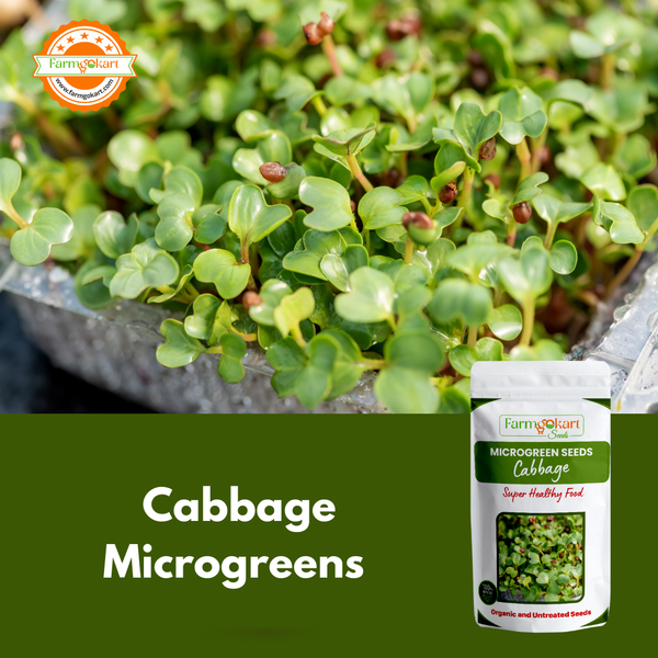 Cabage Green Microgreen  - 25 Gms Seeds