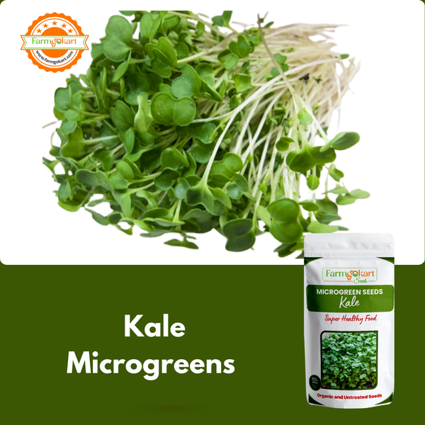 Kale Microgreen  - 25 Gms Seeds