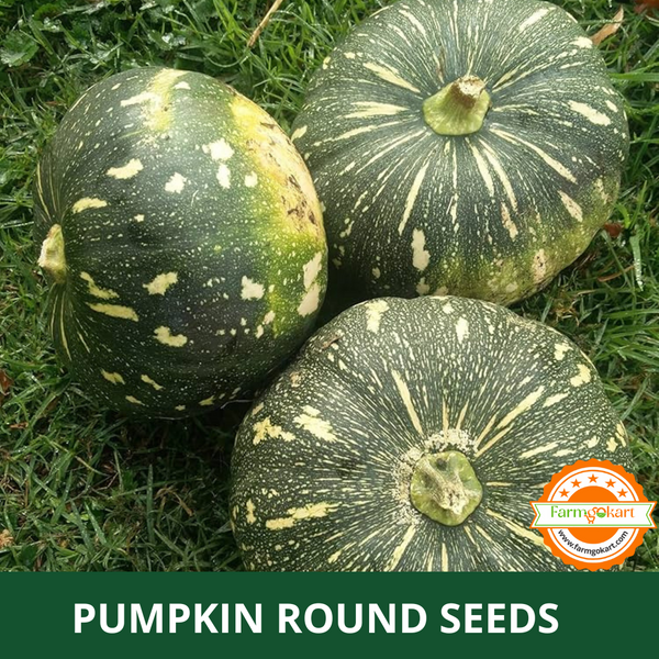 PUMPKING ROUND  F1 HYBRID -Pack of 15 Seeds