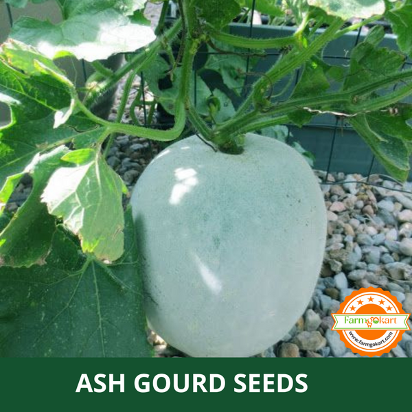 ASH GOURD F1 HYBRID - Pack of 20 Seeds