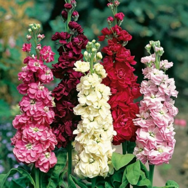 Stock - Dwarf  Mixed Flower - Pack of 100 Seeds