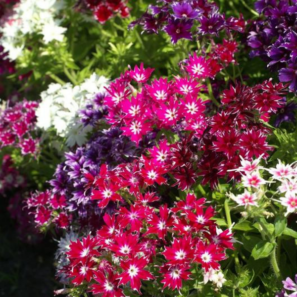 Phlox- Twinkle Mixed Flower - Pack of 200 Seeds