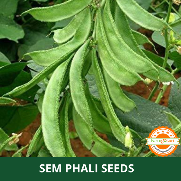 SEM PHALI - PAPDI PHALI (LIMA  / DOLICHOS ) SEEDS - PACK OF 10 Gms